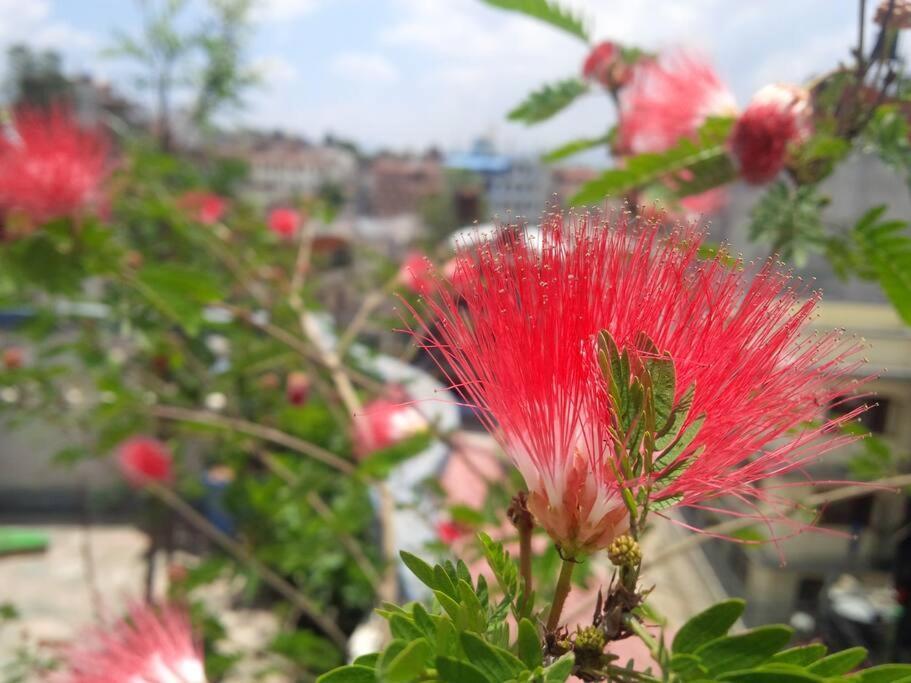 קטמנדו Ananda Tree House Eco Homestay מראה חיצוני תמונה